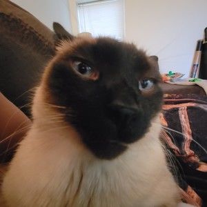 Meet your Posher, Posh